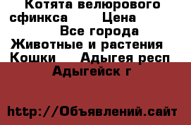 Котята велюрового сфинкса. .. › Цена ­ 15 000 - Все города Животные и растения » Кошки   . Адыгея респ.,Адыгейск г.